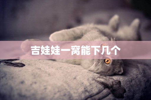 吉娃娃一窩能下幾個