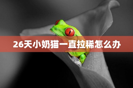 26天小奶貓一直拉稀怎么辦