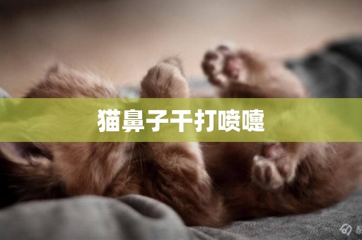 貓鼻子干打噴嚏