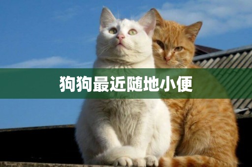 狗狗最近隨地小便