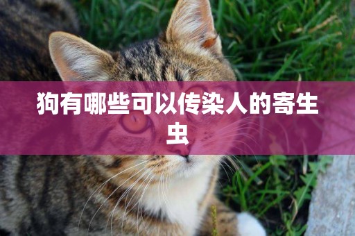 狗有哪些可以傳染人的寄生蟲