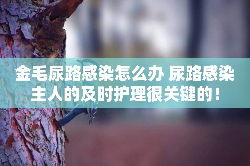 金毛尿路感染怎么辦 尿路感染主人的及時護理很關鍵的！