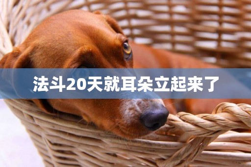 法斗20天就耳朵立起來了
