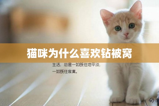 貓咪為什么喜歡鉆被窩