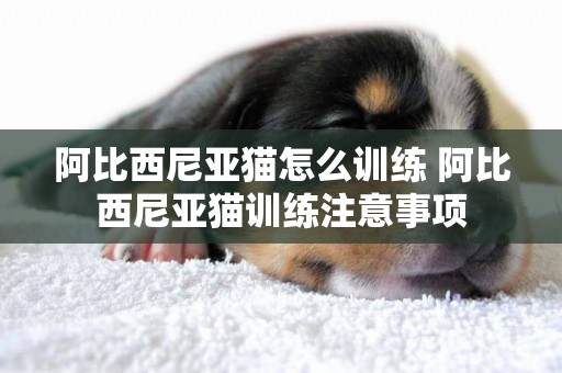 阿比西尼亞貓怎么訓練 阿比西尼亞貓訓練注意事項