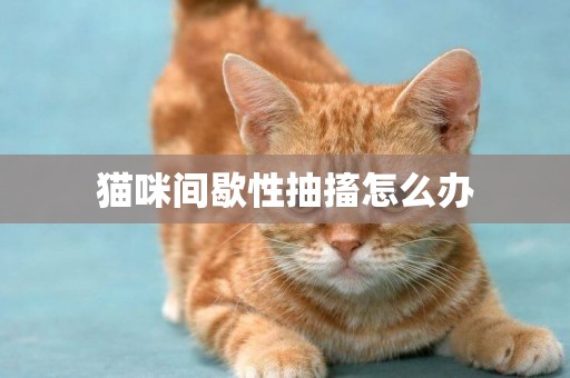 貓咪間歇性抽搐怎么辦