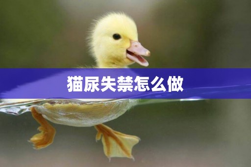 貓尿失禁怎么做