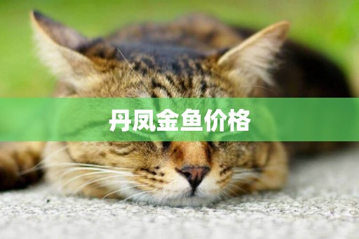 丹鳳金魚價格