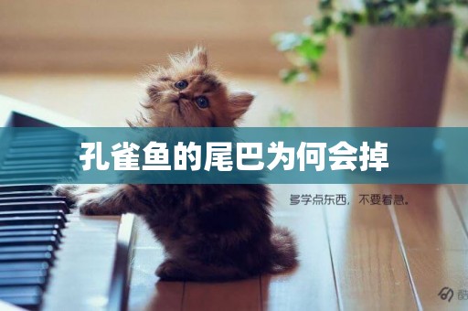 孔雀魚的尾巴為何會掉