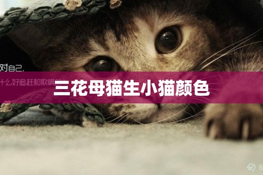 三花母貓生小貓顏色
