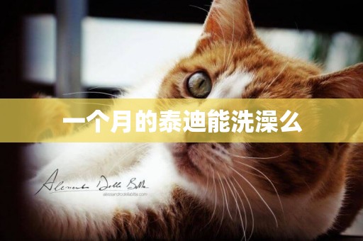 一個月的泰迪能洗澡么