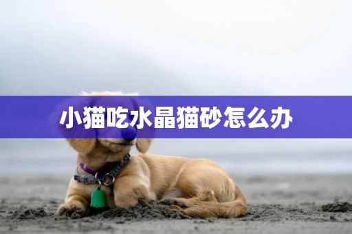 小貓吃水晶貓砂怎么辦