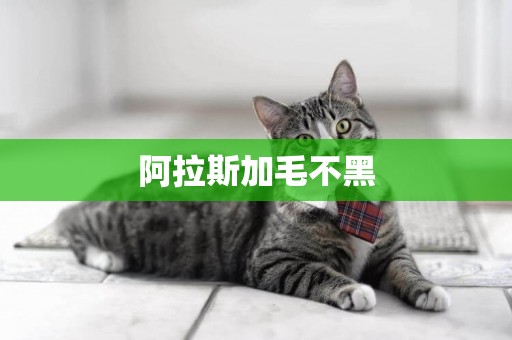阿拉斯加毛不黑
