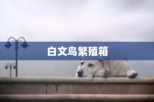 白文鳥繁殖箱