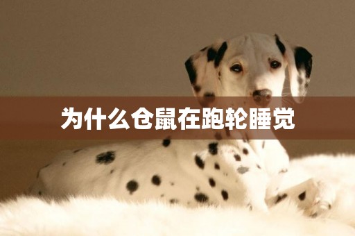 為什么倉鼠在跑輪睡覺
