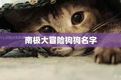 南極大冒險狗狗名字