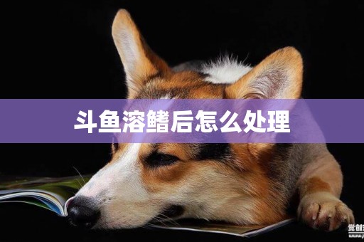 斗魚溶鰭后怎么處理