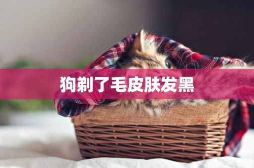 狗剃了毛皮膚發黑