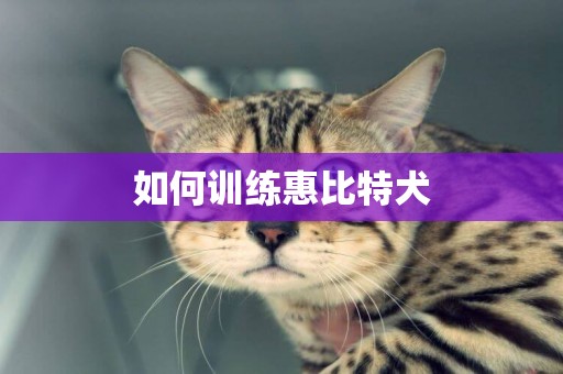 如何訓練惠比特犬