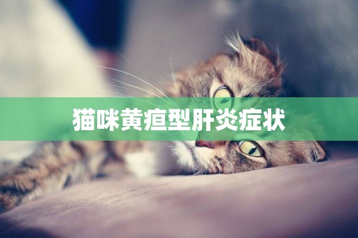 貓咪黃疸型肝炎癥狀