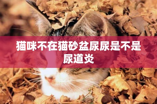 貓咪不在貓砂盆尿尿是不是尿道炎