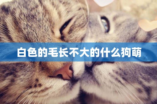白色的毛長不大的什么狗萌