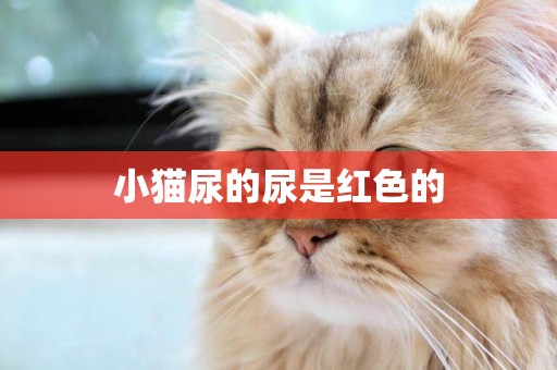 小貓尿的尿是紅色的