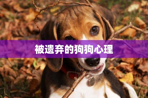 被遺棄的狗狗心理