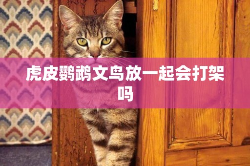虎皮鸚鵡文鳥放一起會打架嗎