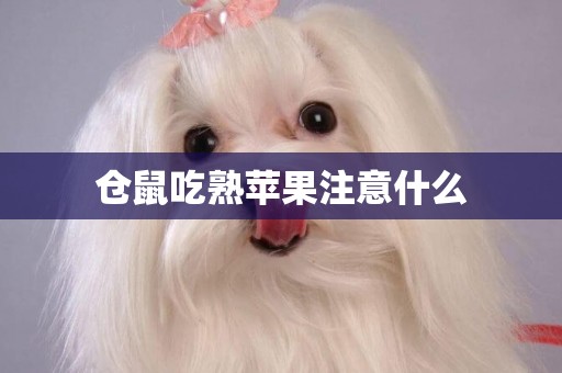 倉鼠吃熟蘋果注意什么
