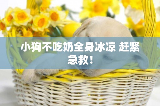 小狗不吃奶全身冰涼 趕緊急救！