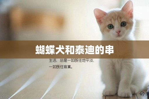 蝴蝶犬和泰迪的串