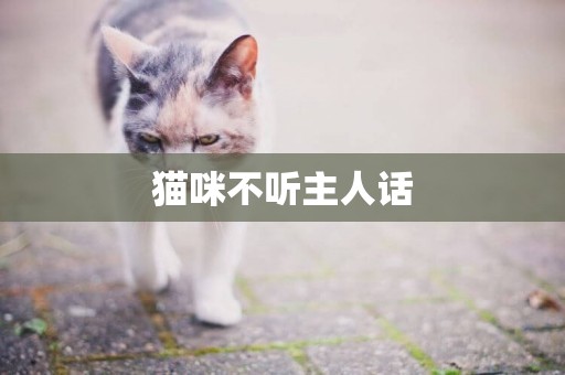 貓咪不聽主人話