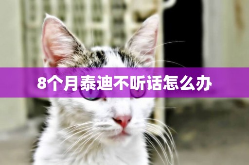 8個月泰迪不聽話怎么辦