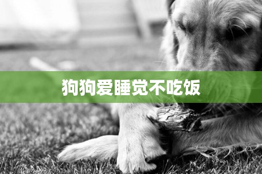 狗狗愛睡覺不吃飯