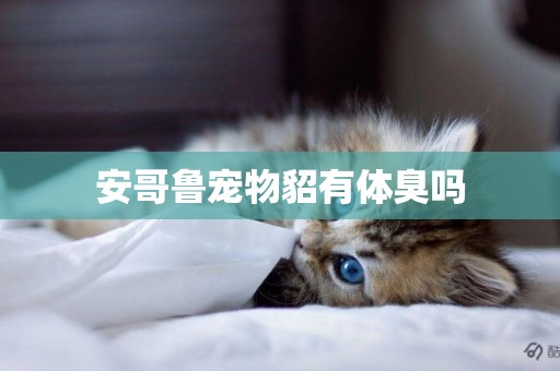 安哥魯寵物貂有體臭嗎