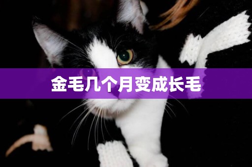 金毛幾個月變成長毛