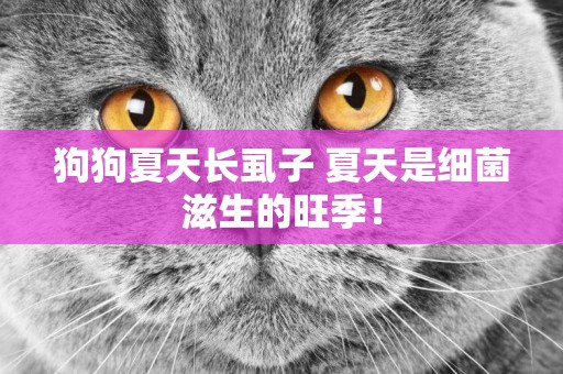 狗狗夏天長虱子 夏天是細菌滋生的旺季！