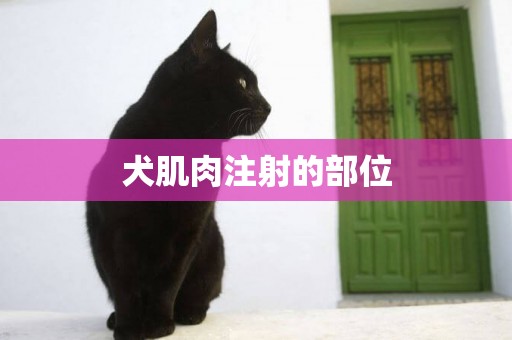 犬肌肉注射的部位