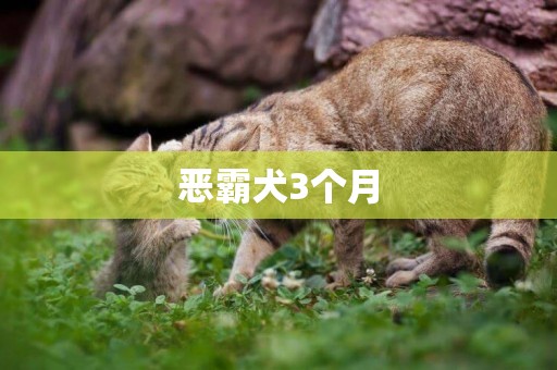 惡霸犬3個月