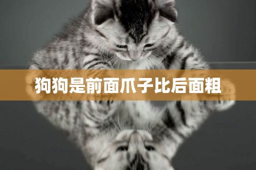 狗狗是前面爪子比后面粗