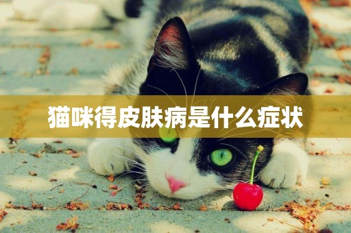 貓咪得皮膚病是什么癥狀