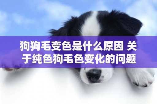 狗狗毛變色是什么原因 關于純色狗毛色變化的問題