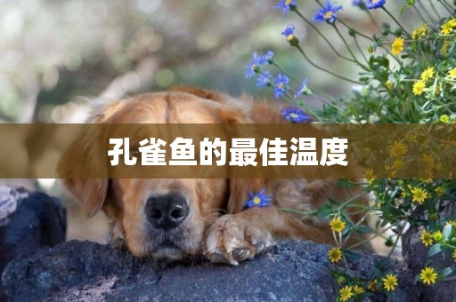 孔雀魚的最佳溫度
