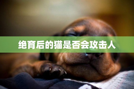 絕育后的貓是否會攻擊人