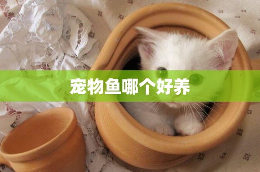 寵物魚哪個好養