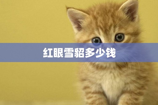 紅眼雪貂多少錢