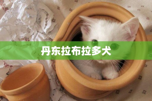 丹東拉布拉多犬