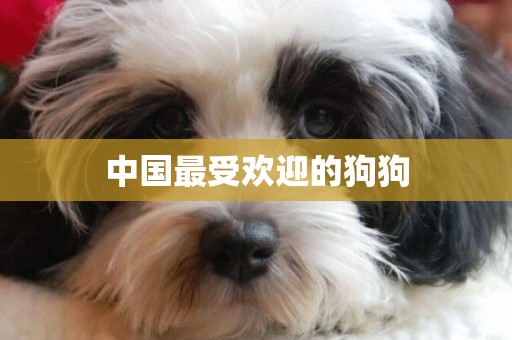 中國最受歡迎的狗狗