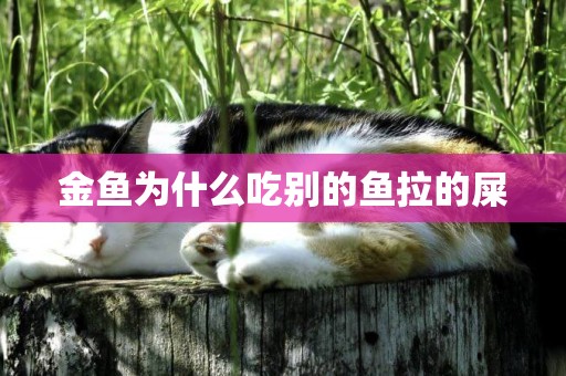 金魚為什么吃別的魚拉的屎